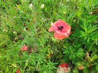 IMG_20250601_162541_1.jpg