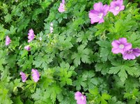 IMG_20250601_163611_1.jpg