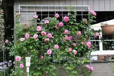 Rose Hl.Elisabeth   3724.webp