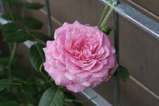 Rose Hl.Elisabeth 1220.JPG