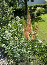 IMG_8712.jpeg