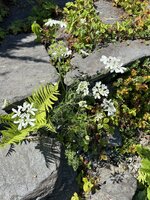 IMG_8716.jpeg