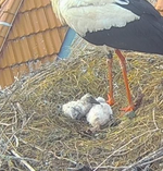 Screenshot_20250602_081614_Samsung Internet.webp