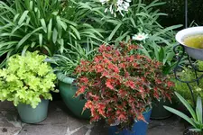 Terasse        5623.webp