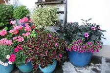 Terasse        6023.webp