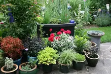 Terasse       2922.webp