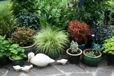 Terasse       3022.webp