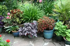 Terasse       3122.webp