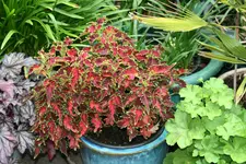 Terasse       3222.webp