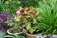 Terasse       3322.webp