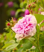 _MG_0005.webp