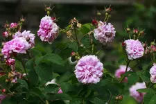 _MG_0115.webp