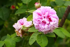 _MG_0181.webp