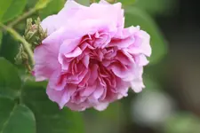 _MG_9405.webp