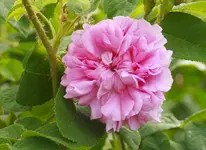 _MG_9507.webp