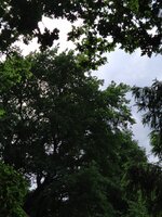 IMG_20250601_153423.jpg
