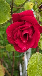 PXL_20250602_054128878.jpg