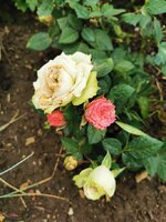 IMG_20250601_180546.jpg