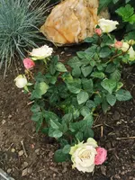 IMG_20250601_180534.webp