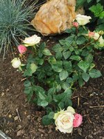 IMG_20250601_180534.jpg