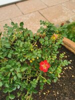 IMG_20250601_180240.jpg