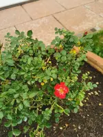 IMG_20250601_180240.webp