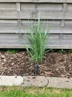 Panicum Virgatum 1.webp