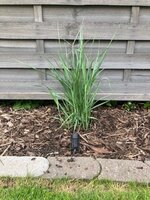 Panicum Virgatum 1.jpg