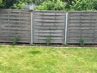 Panicum Virgatum 2.webp