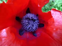 P1080081.webp