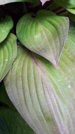 20250602_132141.jpg