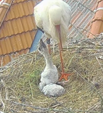 Screenshot_20250603_102117_Samsung Internet.webp