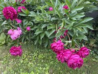 IMG_1034.jpeg