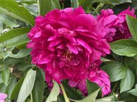 IMG_1035.jpeg