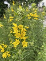 IMG_1037.jpeg
