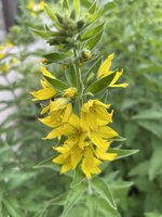 IMG_1038.jpeg