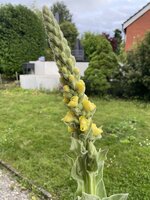 IMG_1039.jpeg
