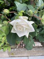 IMG_1040.jpeg