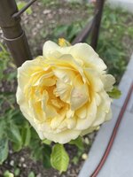 IMG_1041.jpeg