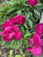IMG_1042.jpeg
