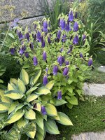 IMG_8727.jpeg