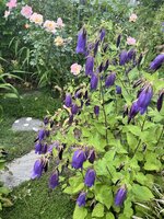 IMG_8728.jpeg