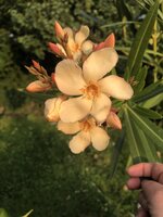 IMG_1356.jpeg