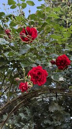 IMG_4575.jpeg