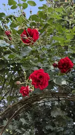 IMG_4575.jpeg