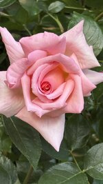 IMG_4571.jpeg