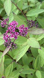 IMG_4569.jpeg