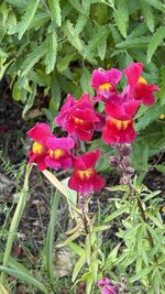 IMG_4568.jpeg