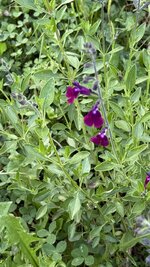 IMG_4566.jpeg