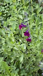 IMG_4566.jpeg